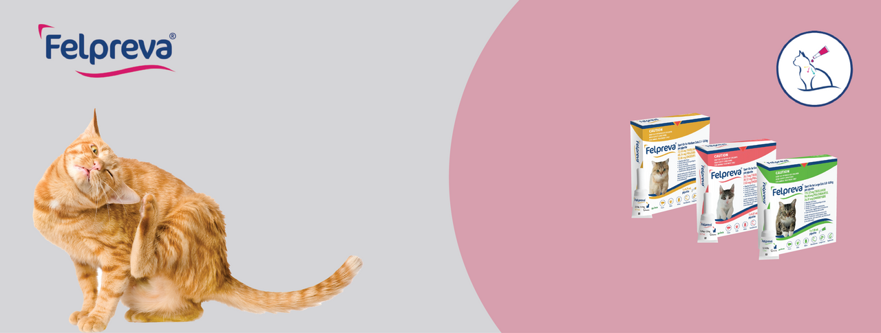 Felpreva, longest-lasting all-in-one spot on parasite protection for cats