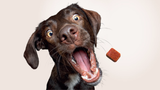 Parasite Protection for Dogs: The Dos and Don’ts Every Pet Owner Should Know