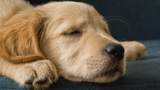 Get your Puppy to Sleep Through the Night