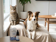 Advantage Flea Treatment Review for Cats & Dogs: Is It Worth It?