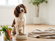 Aniwell vs Alternatives: Which Offers Better Value for Your Pet?