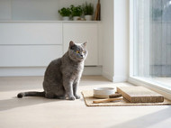 Best Cat Products for Your Pet: A Complete Guide