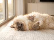 Cat Dental Care: Why Most Owners Overlook It