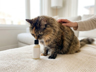 Dermcare Review: Is It Worth It for Your Pet?