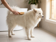 Dermoscent Products: A Complete Buyer’s Guide for Dogs & Cats