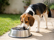 Dog Rocks vs Alternatives: Which Option Offers Better Value?