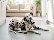 Why Is My Dog Itching So Much and How to Stop It