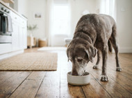 Feeding a Senior Dog: How Nutritional Needs Change With Age