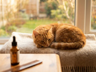 Flea Treatment for Cats: Indoor vs Outdoor Protection
