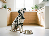 Grain-Free Dog Food: Is It Actually Better for Your Pet?