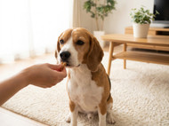 HeartGard PLUS Review: Is It Worth It for Your Dog?