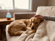 How to Calm an Anxious Dog During Storms and Fireworks