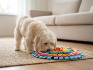 Managing Cognitive Decline in Older Dogs: Practical Steps That Help