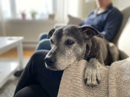 Dog Dementia (Canine Cognitive Dysfunction): Practical Ways to Help at Home