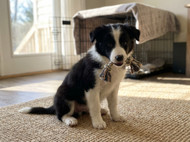 New Puppy Checklist: Everything You Need From Day One