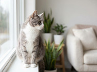 ParaGard for Dogs & Cats: A Practical Review of Formats, Coverage and Value