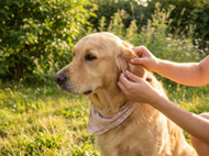 Paralysis Ticks: Where They Live and How to Protect Your Pet