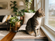 Profender for Cats Review: Is It Worth It?