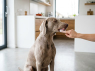 Prozym Review: Is It Worth It for Your Pet’s Oral Care?