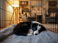 How to Get Your Puppy to Sleep Through the Night