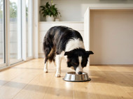 How to Support Your Dogs Digestive Health Every Day
