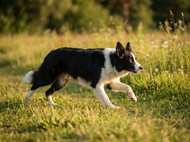 Supporting Your Dogs Joint Health at Any Age with Supplements and Diet