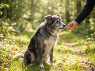 Rose Hip for Dogs: Why Rose Hip Vital Is a Popular Choice for Joint & Mobility Support