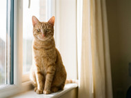Roundworms in Cats: Signs, Prevention, and Treatment Options