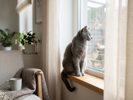 Russian Blue Cat: Breed Profile, Temperament, and Care Guide