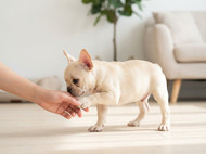 Socialisation Windows: Why the First 16 Weeks Matter Most