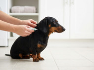 Best Flea Treatments for Dogs: Spot-On vs Chewables