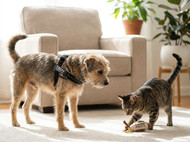 Troy Products: A Practical Buyer’s Guide for Dogs and Cats