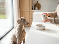 Vetalogica vs Alternatives: Which Offers Better Value for Everyday Pet Care?