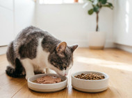 Wet vs Dry Cat Food: What Vets Actually Recommend