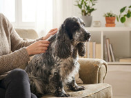 Why Frontline PLUS Is a Popular Choice for Pet Owners