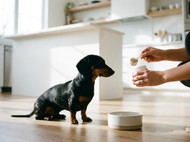 Why HempPet Is a Popular Choice for Pet Owners
