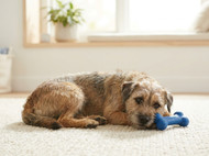 Why Seaflex Is a Popular Choice for Pet Owners