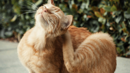 Say Goodbye to Fleas: A Complete Guide for Cat Owners
