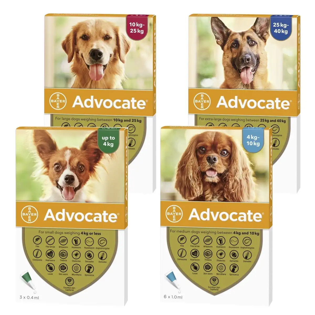 Advocate Traitement antipuces et vermifuges SpotOn pour chiens et