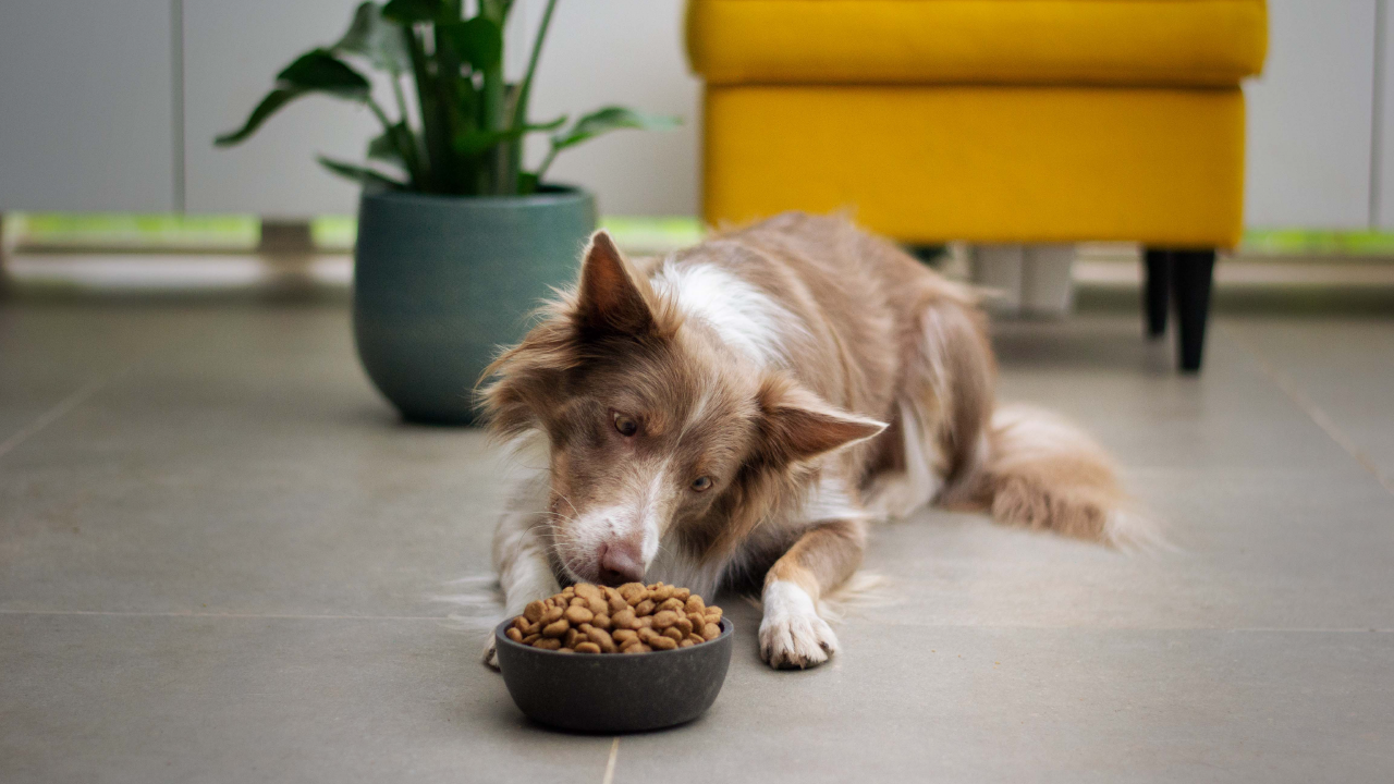 Enhancing Your Dog's Digestive Well-being