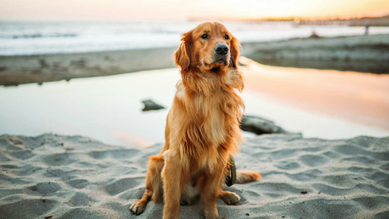 ​Selecting the Perfect Family-Friendly Canine Companion
