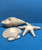 Candle Holder Starfish Candle Holder Shell