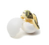 Sea Turtle Hatchling Egg