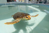 Adopt Sheldon