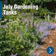 July Gardening Tasks: Dealing with the Heat and Getting Ready for Late Summer