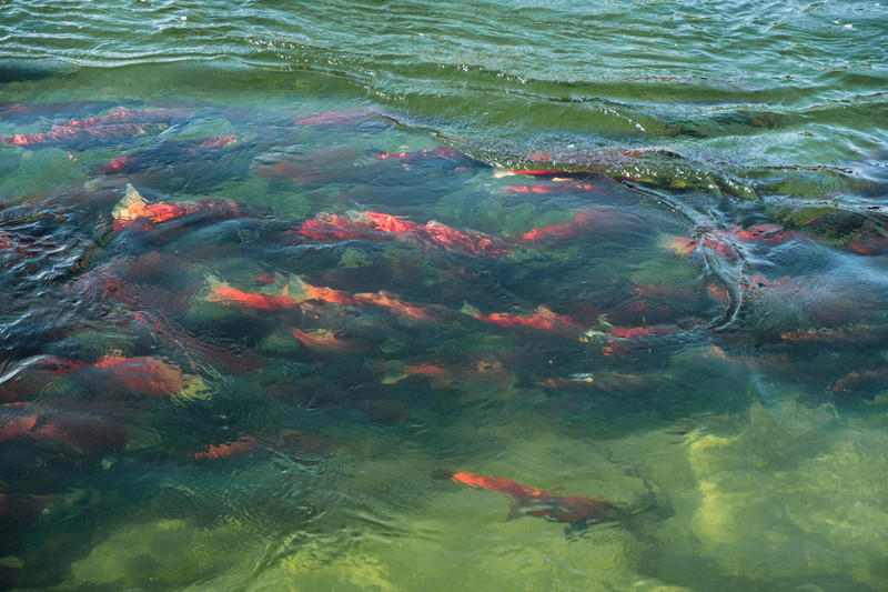 Hints and Tips for Fishing on Shuswap Lake