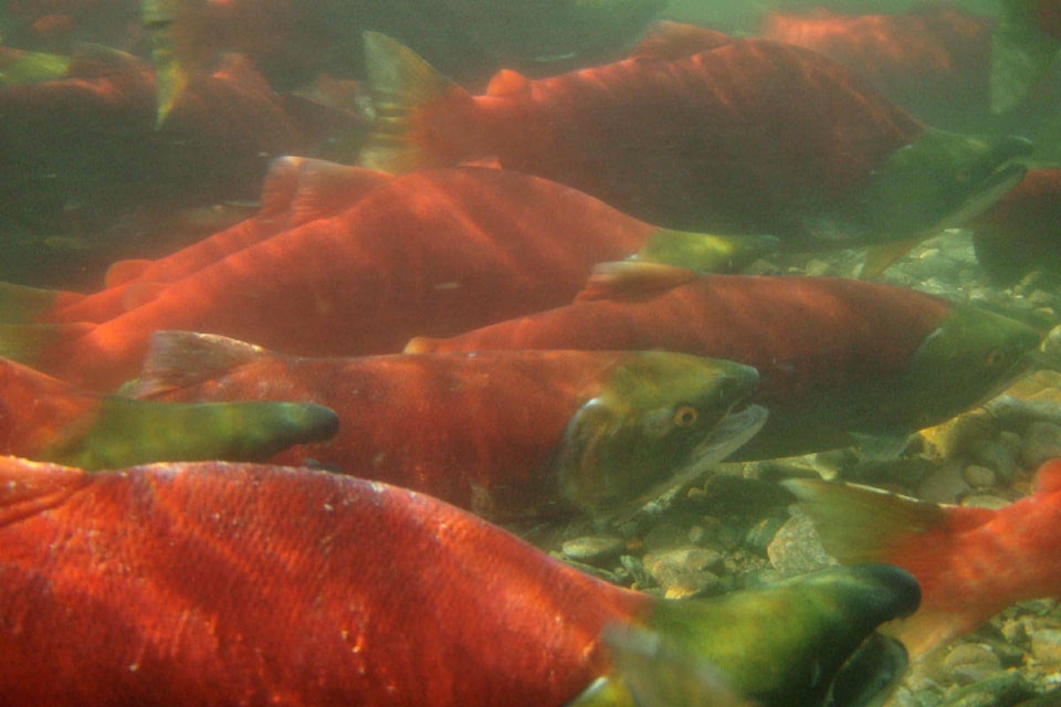 BC Sockeye Opening August 22nd!