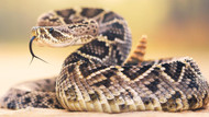 NOTICE  Rattlesnake Boots