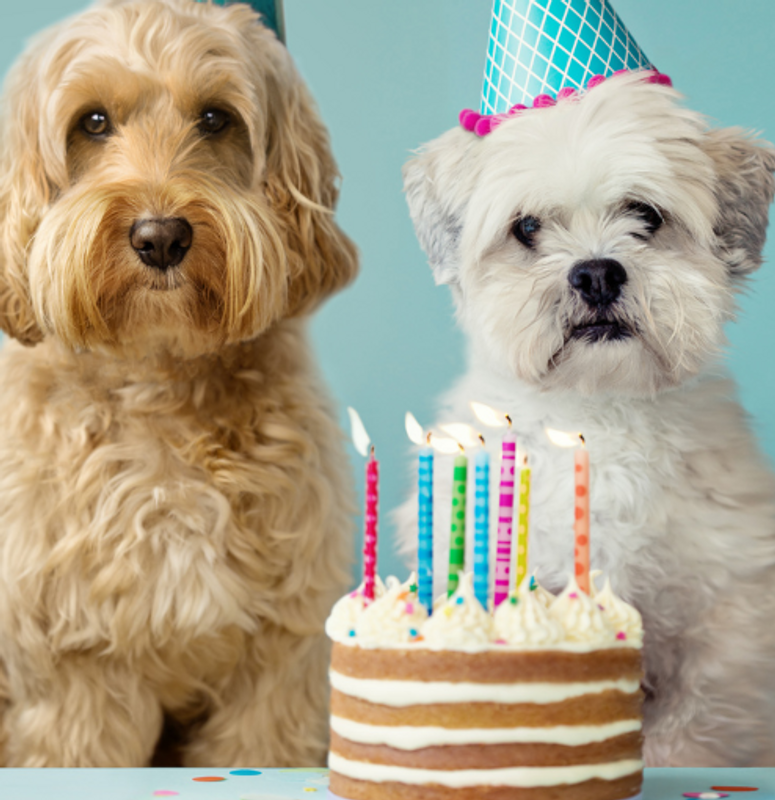 Gift Ideas for Your Four-Legged Family Member