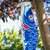24-inch Blue Koi Windsock